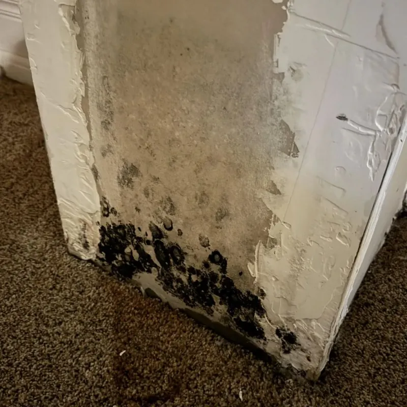 Professional Mold Removal in Sanford, NC